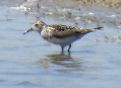 Baird's Sandpiper