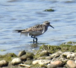 Baird's Sandpiper