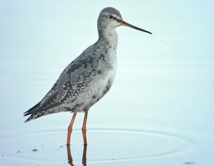 Spotted Redshank