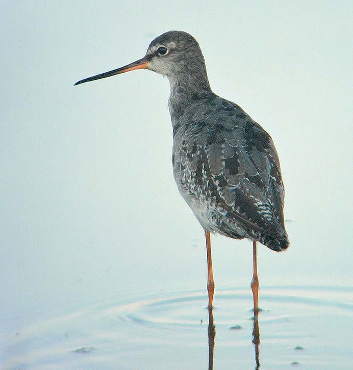 Spotted Redshank