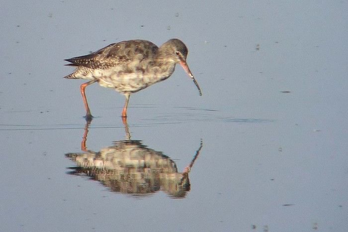 Spotted Redshank