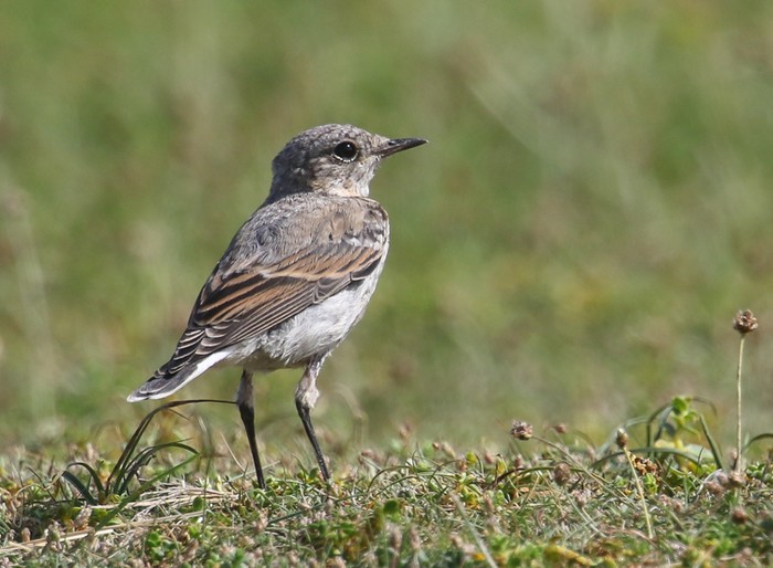 Wheatear