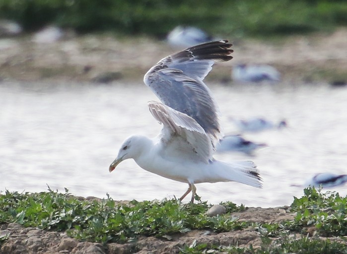 Yellow-legged Gull