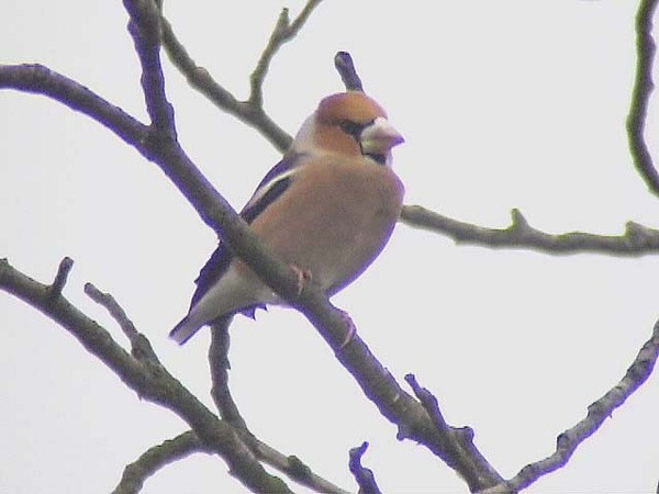 Hawfinch