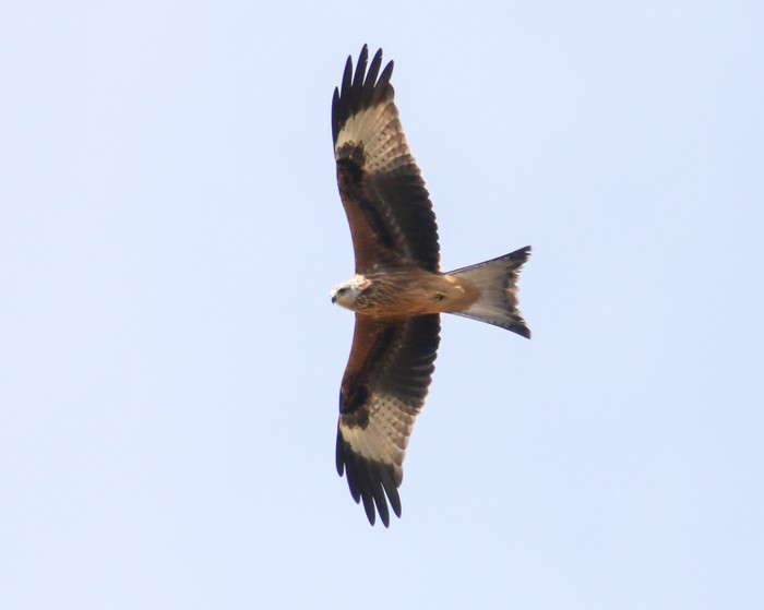 Red Kite
