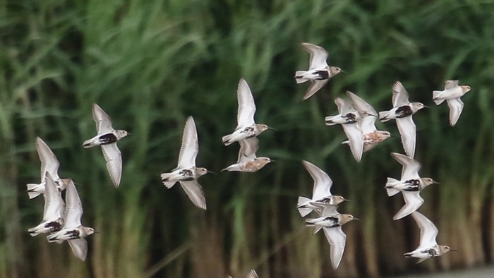 Curlew Sandpiper