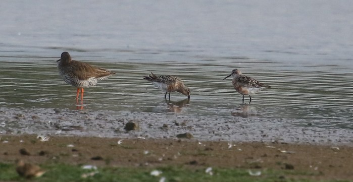 Curlew Sandpiper