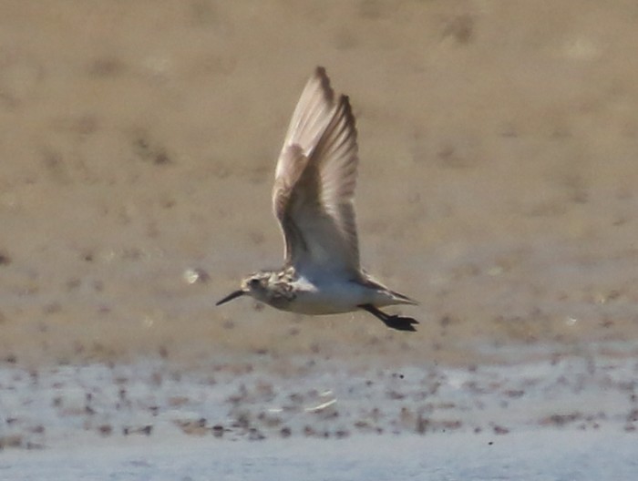 Baird's Sandpiper