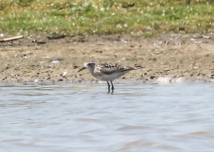 Baird's Sandpiper