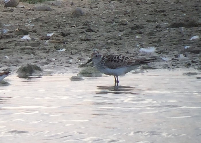 Baird's Sandpiper