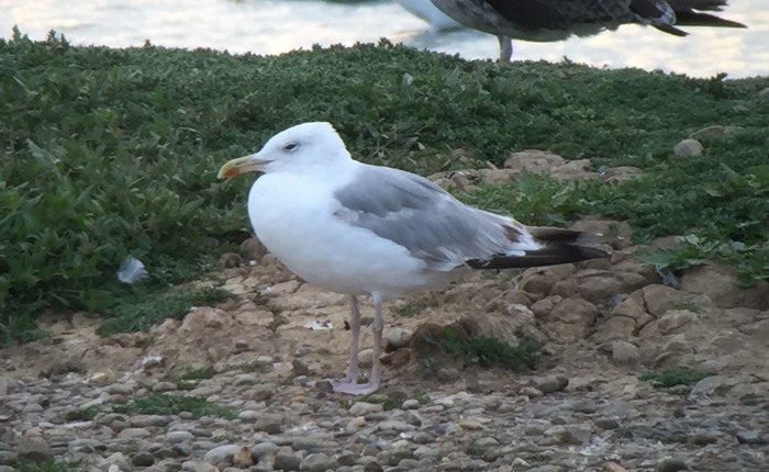 Caspian Gull