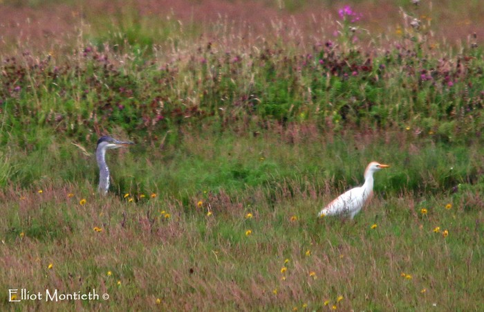 Cattle Egret