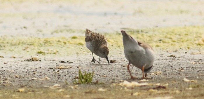 Western Sandpiper