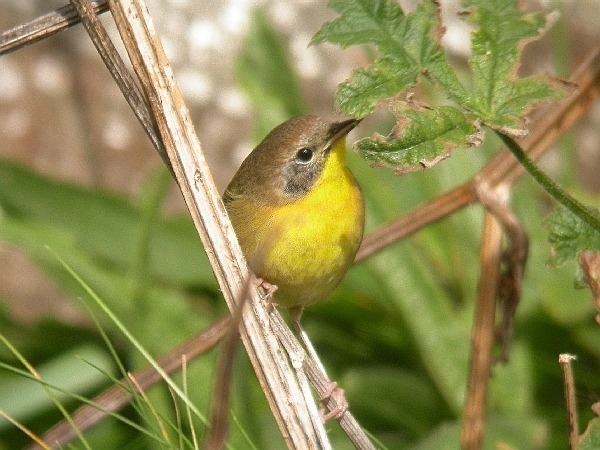 Common Yellowthroat