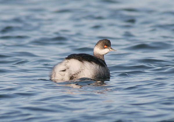 Black-necked Grebe