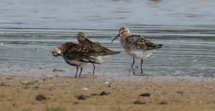 Curlew Sandpiper