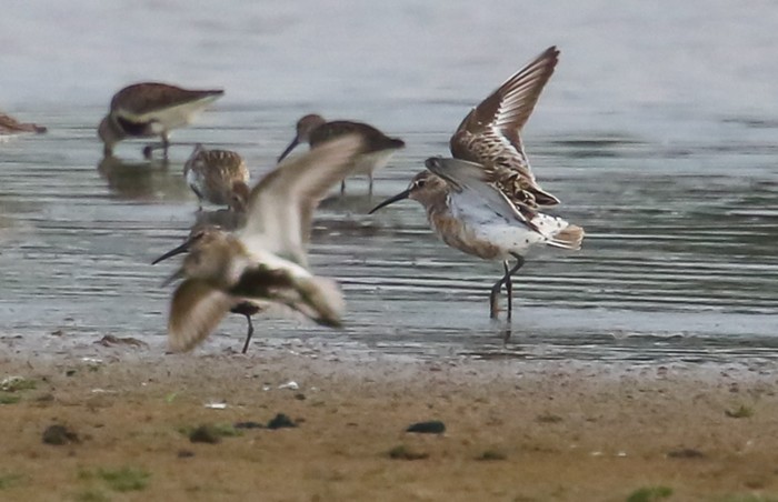 Curlew Sandpiper