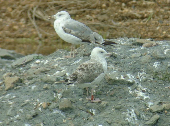Caspian Gull