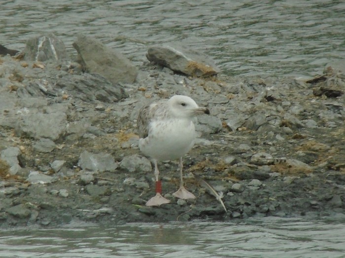 Caspian Gull