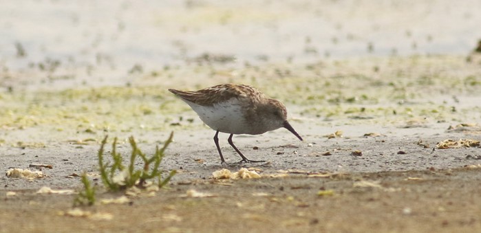 Western Sandpiper