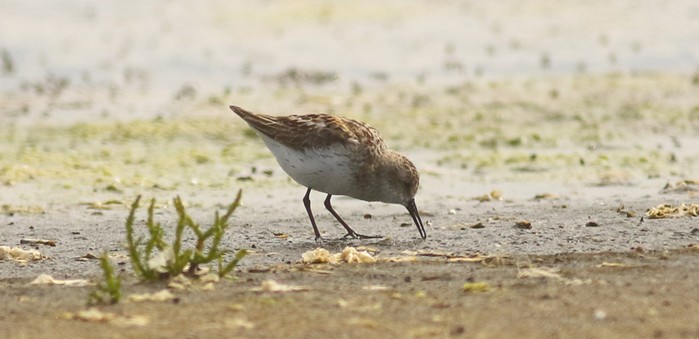 Western Sandpiper