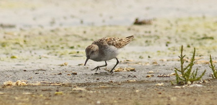 Western Sandpiper