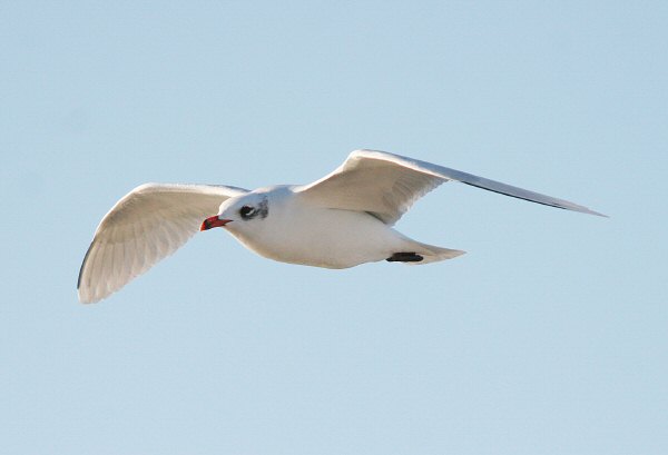 Mediterranean Gull