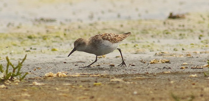 Western Sandpiper