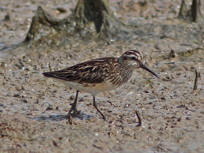 Broad-billed Sandpiper