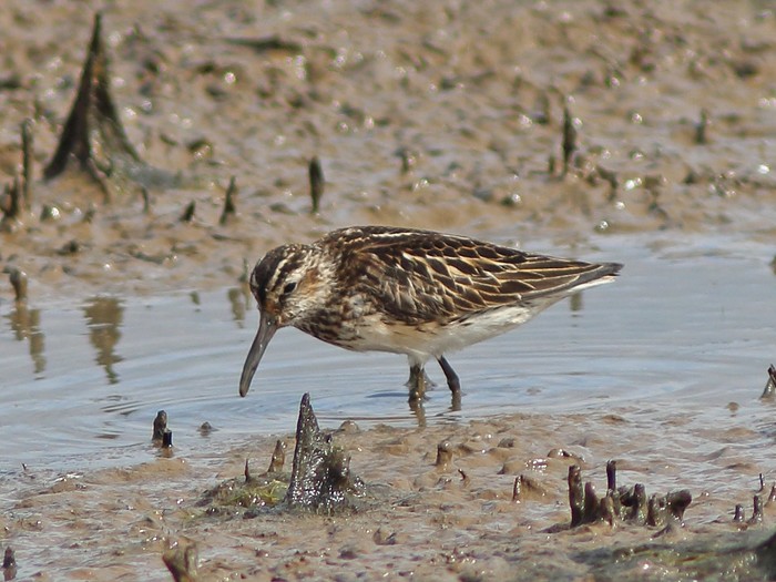 Broad-billed Sandpiper