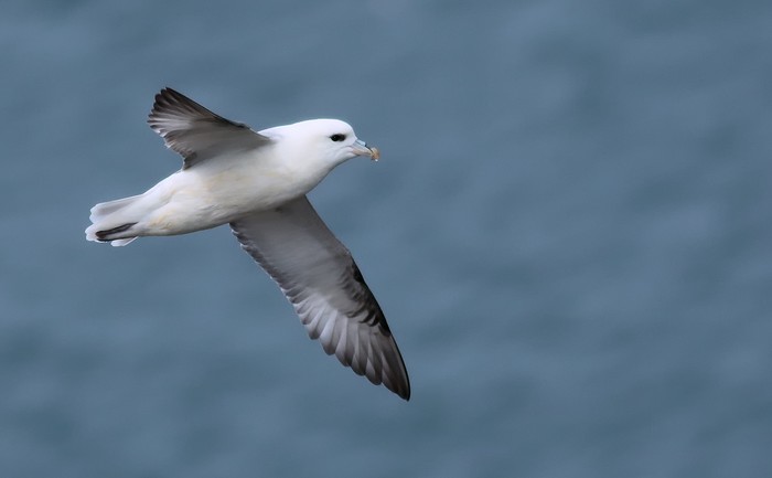 Fulmar