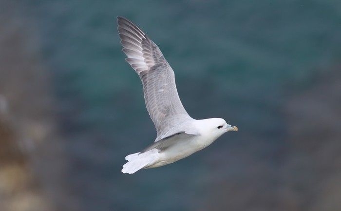 Fulmar