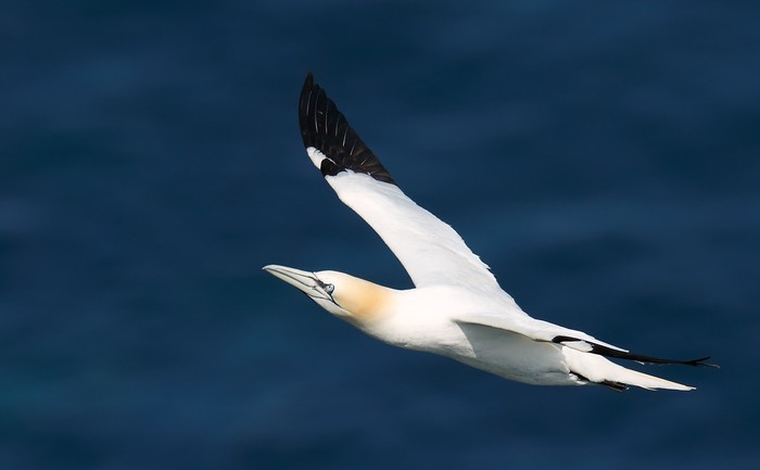 Gannet