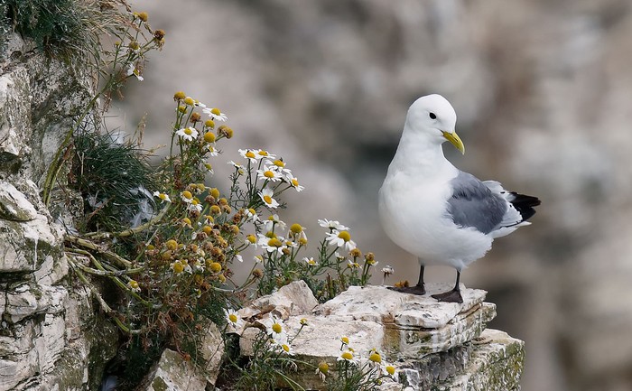 Kittiwake