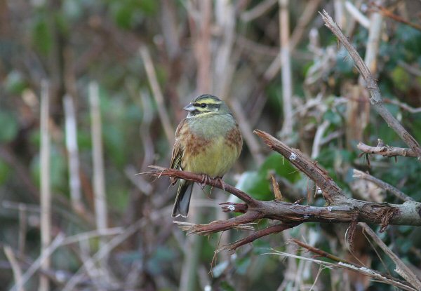 Cirl Bunting