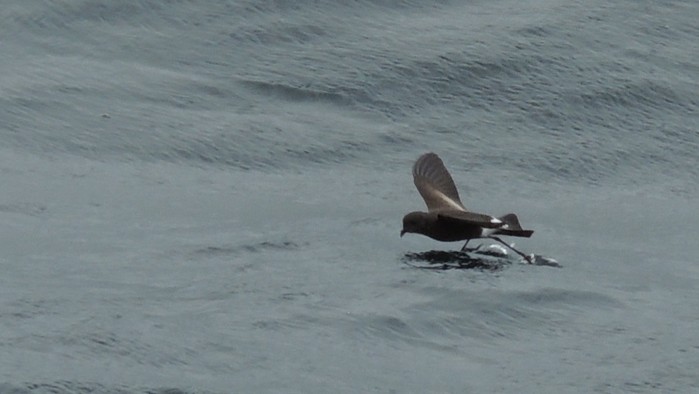 Wilson's Petrel