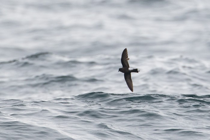 Wilson's Petrel