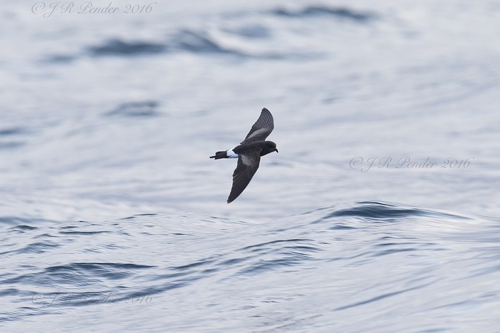 Wilson's Petrel
