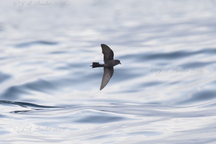 Wilson's Petrel