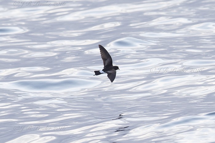 Wilson's Petrel