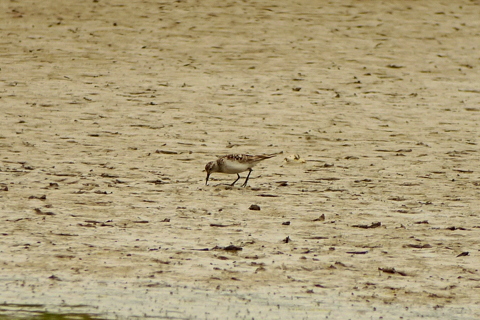 Baird's Sandpiper