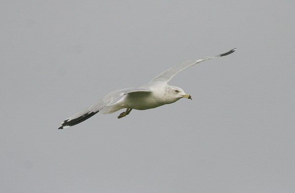 Ring-billed Gull