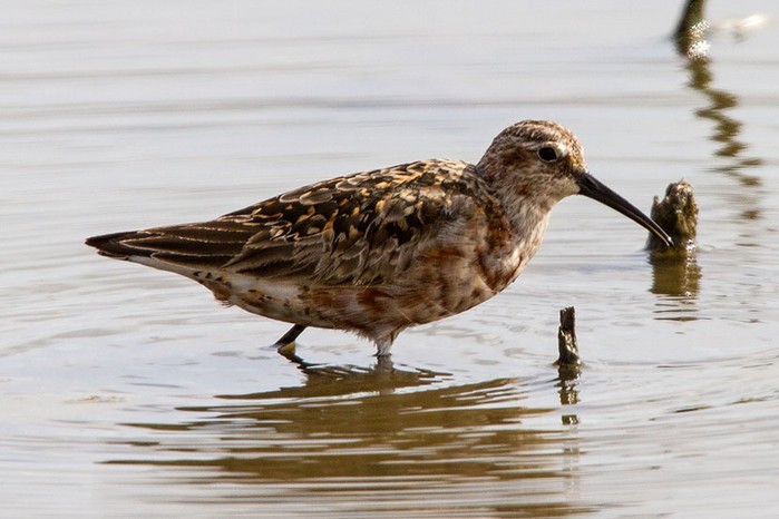 Curlew Sandpiper