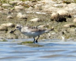 Baird's Sandpiper
