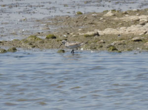 Baird's Sandpiper