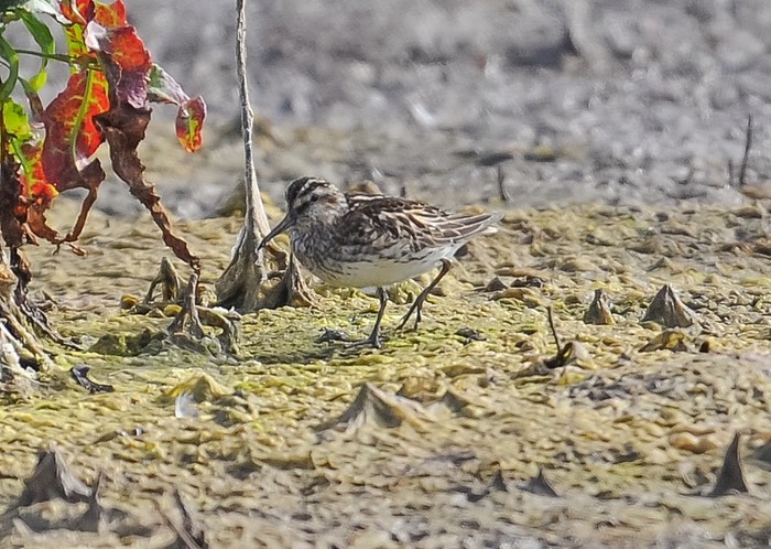 Broad-billed Sandpiper