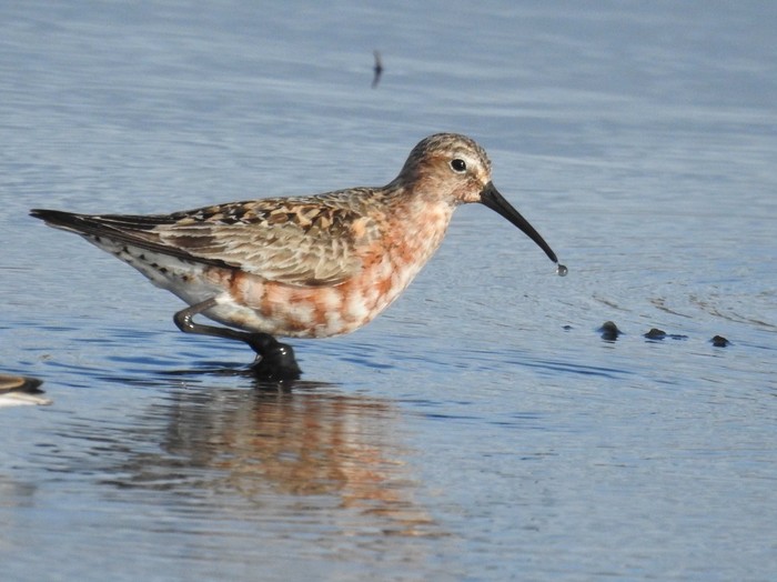 Curlew Sandpiper
