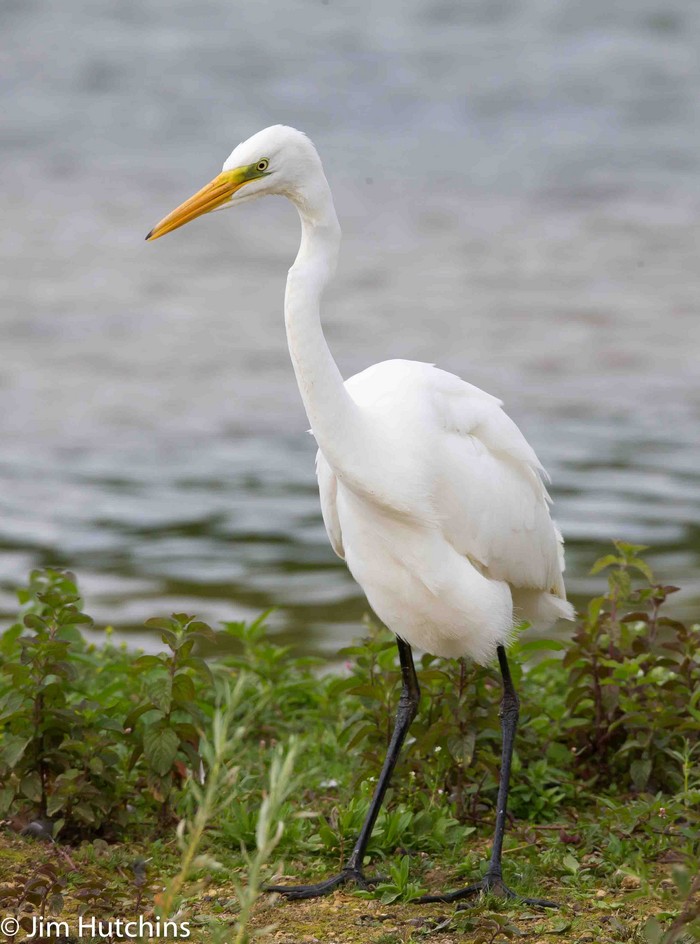 Great White Egret