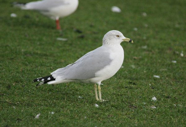 Ring-billed Gull