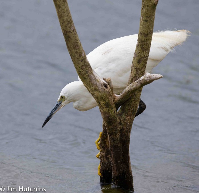 Little Egret